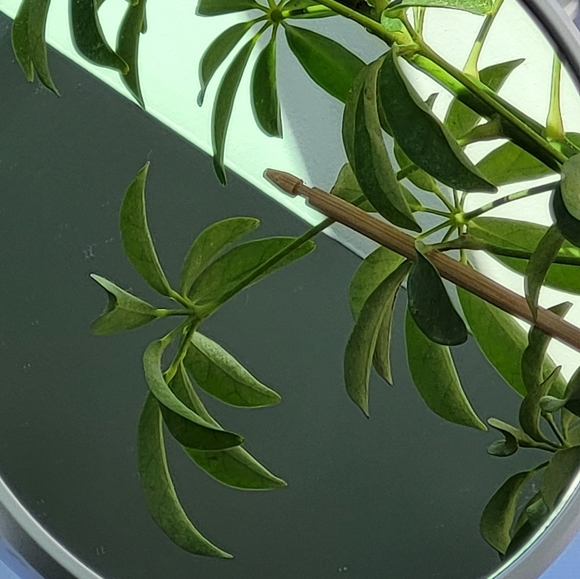 Meet your Posher, Alex - Picture 1 of 1